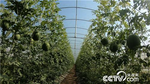 [¸(jng)]С“һָ” ٍװf 20180821 