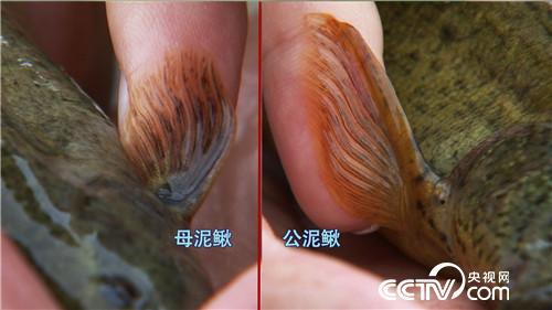 致富經(jīng)：改個(gè)毛病 年入千萬(20170619)