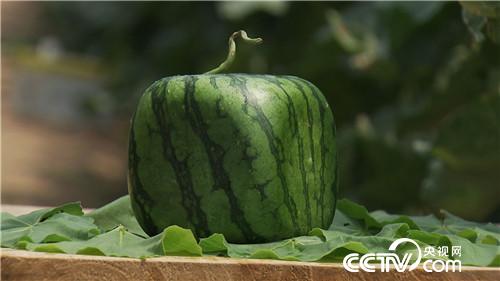 [¸(jng)]С“һָ” ٍװf 20180821 