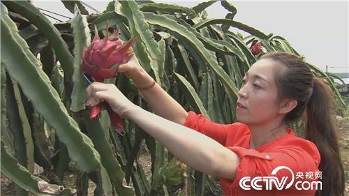[致富經(jīng)]三個(gè)女人一臺(tái)戲 稀奇招法賣千萬 20180920 