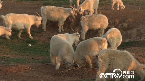 [�¸���(j��ng)]���TŮ�����u�� һֻ�rֵ7000Ԫ 20181011 