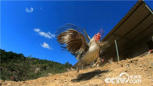 [�¸���(j��ng)]����У�L�B(y��ng)�w�u һö���u9.9Ԫ 20181107