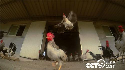 [�¸���(j��ng)]����У�L�B(y��ng)�w�u һö���u9.9Ԫ 20181107