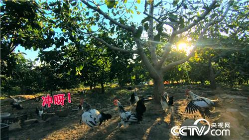 [�¸���(j��ng)]����У�L�B(y��ng)�w�u һö���u9.9Ԫ 20181107